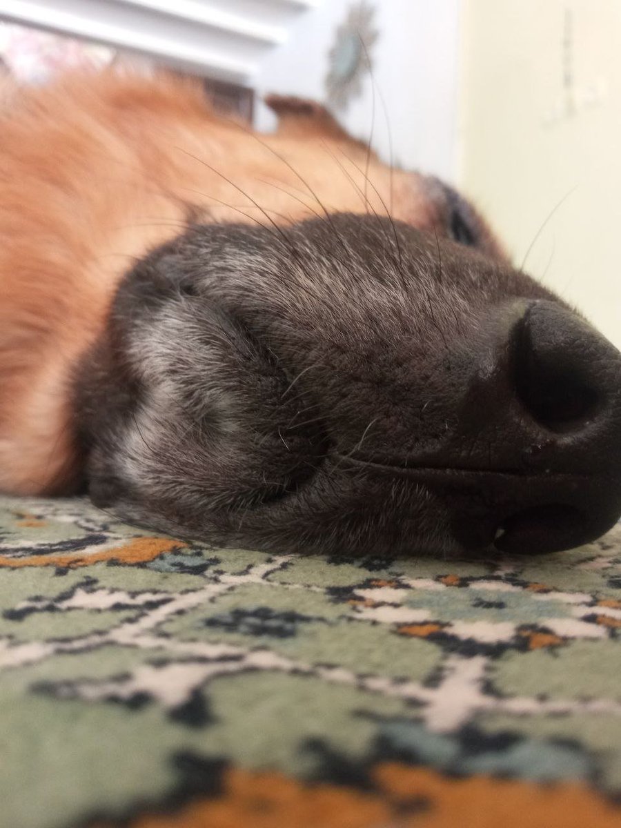 SepideRahimizee's tweet photo. My gorgeous alex🥰🥰
#gsd #DogCountry #DogOfTheDay https://t.co/1ohDBXFqjC