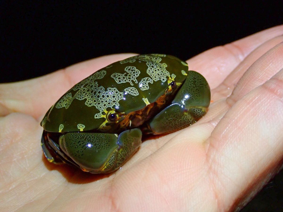 natural77384672's tweet photo. Floral Egg Crab a species of round crab belonging to the family Xanthidae, resting in a person's palm. https://t.co/NMSmAtXXpu