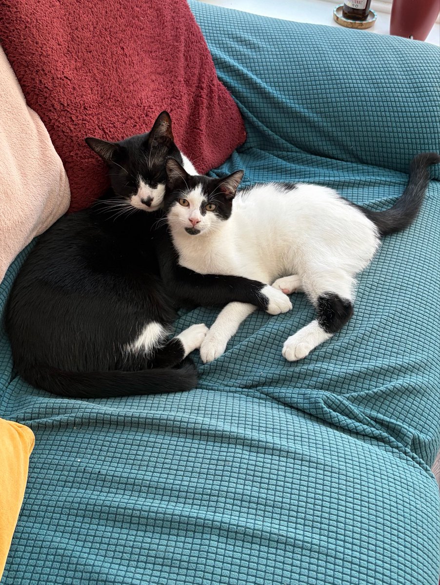 volcanicslover's tweet photo. they’re obsessed with eachother https://t.co/mSZNLAhs91