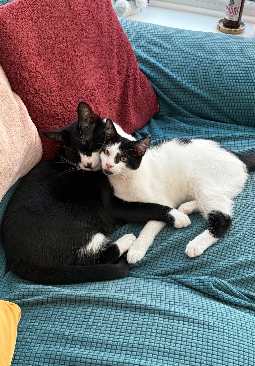 volcanicslover's tweet photo. they’re obsessed with eachother https://t.co/mSZNLAhs91
