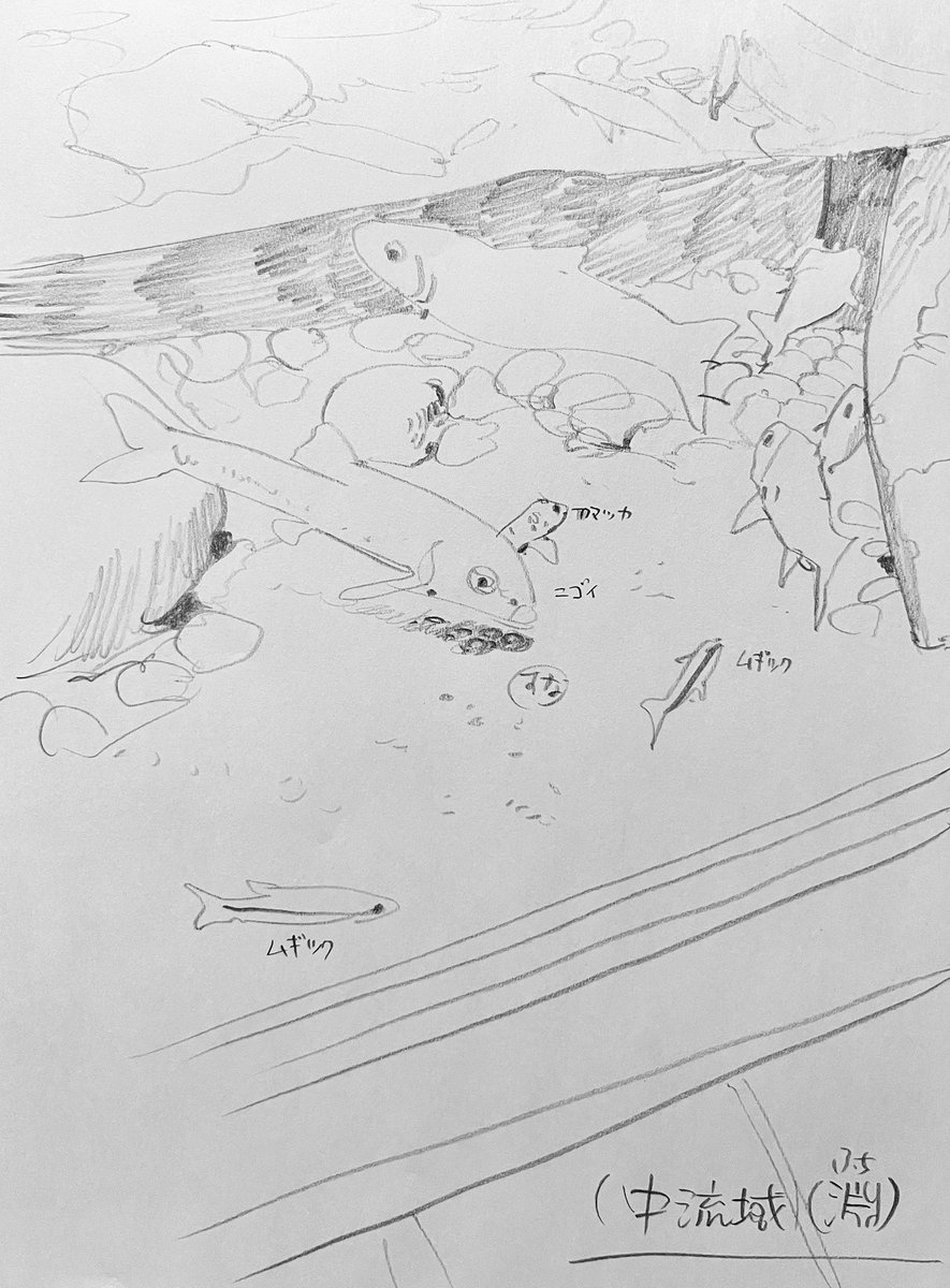 simodasketch's tweet photo. 水生生物展示のスケッチ。
動いている魚を描く時は、一瞬の印象で輪郭を描き、それ以降は変わる替わる同じ場所にやってくる別の個体を参考に細部を描き込みました。水槽環境全体を描きたかったので少しアバウトだけどこういう描き方もいいかなと思う。
＃下田スケッチ会 https://t.co/OPurDQT1kK
