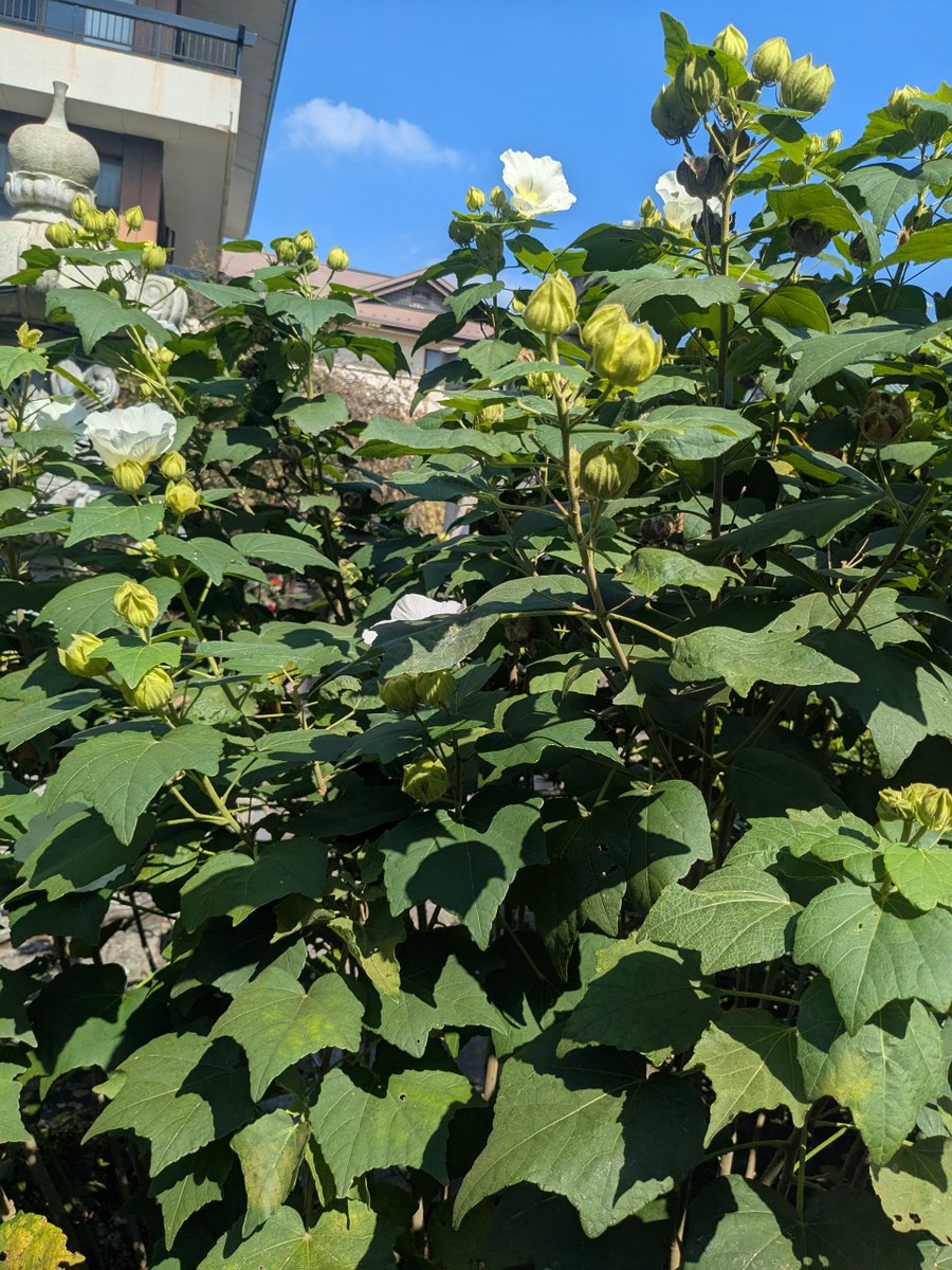 nogepanda's tweet photo. キンモクセイの香り！の近くで芙蓉の花が。秋の始まりと夏の終わり。
#garmin https://t.co/1kQ9xMQKyU