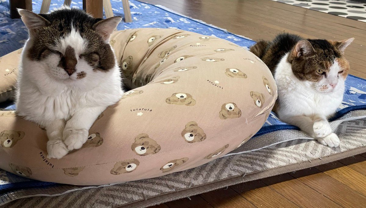 U928AK's tweet photo. 孫のクッション占拠するおじぃニャン🐈🐾
少し拝借おばぁニャン🐈🐾
普段からそうやってくれたら主は喜びます😂w https://t.co/kq6cucpHF1