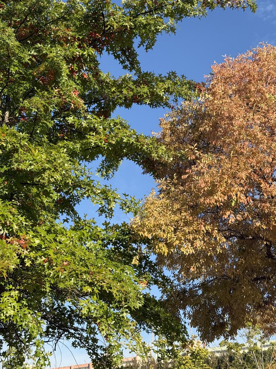 otaku1gi's tweet photo. 한강으로 달려가야하는 날씨🍂🍃 https://t.co/Mq01AsoOTw