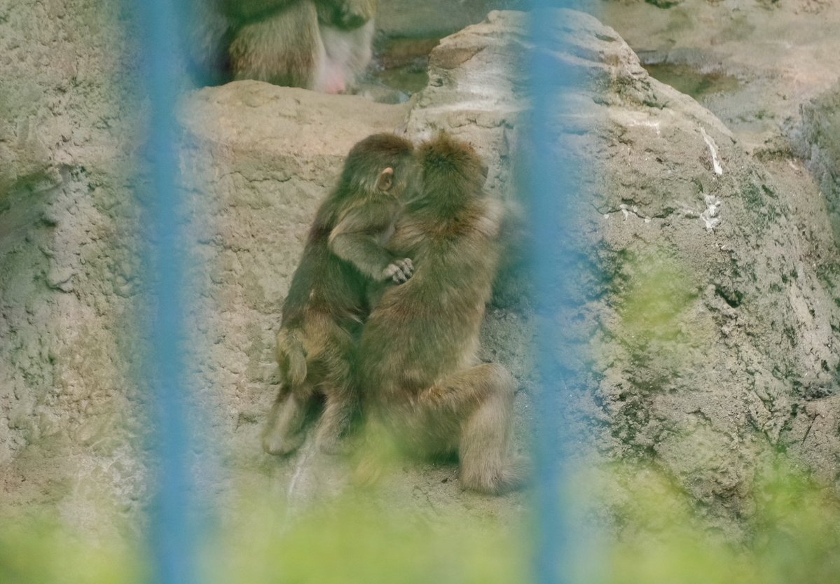 iko_i_iko_i_iko's tweet photo. かわいい💕
2026.08.18 #市川市動植物園 #ニホンザル #がんばってるねパンチ https://t.co/I3DeHZOeYI