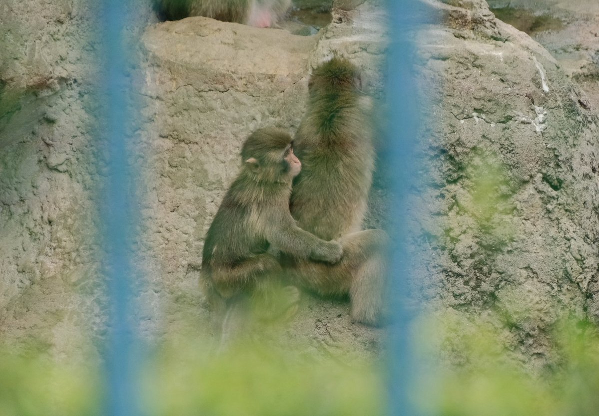 iko_i_iko_i_iko's tweet photo. かわいい💕
2026.08.18 #市川市動植物園 #ニホンザル #がんばってるねパンチ https://t.co/I3DeHZOeYI