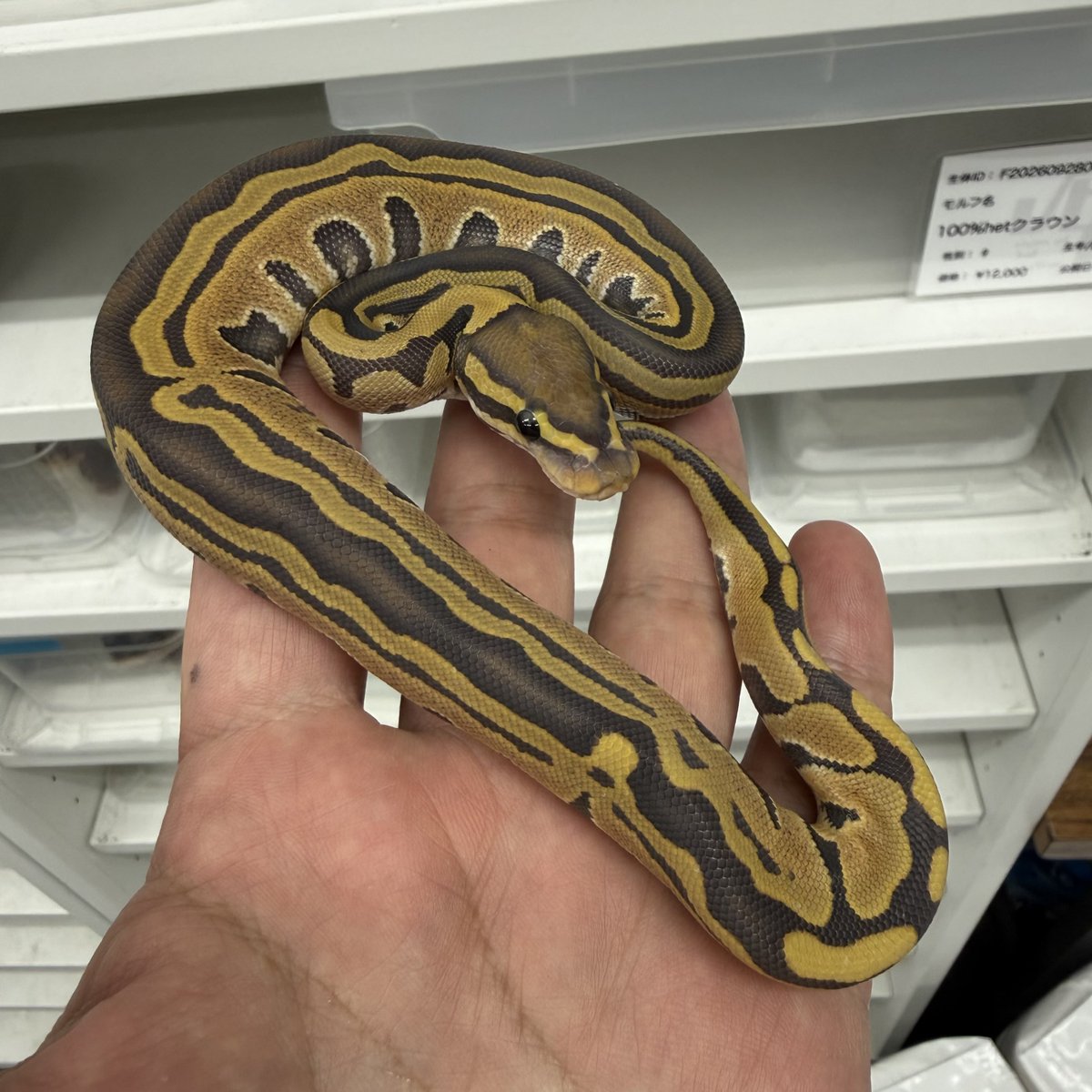 ballpythonari's tweet photo. Tri-stripe Ghost 
良き https://t.co/u1wTglK7op
