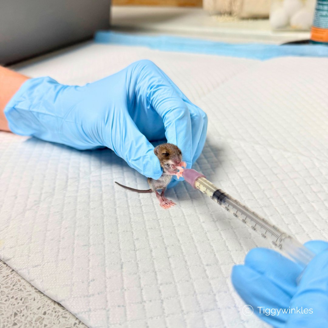TiggywinklesUK's tweet photo. 🥹 One of our tiniest patients!  Pip is a baby field mouse, rescued after her nest was disturbed. 
At Tiggywinkles, our mammal nursery team give the smallest of creatures the specialist care they need – including hand-feeding tiny drops of milk through a miniature teat. 🍼 https://t.co/SIsuO2kTD9