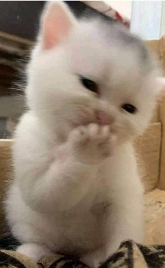 Rikiz_exe's tweet photo. How I feel telling my Cousin who is obsessed with Blue Lock that I met the Live Action Nagi actor and have his autograph https://t.co/JMa9yrsuSa