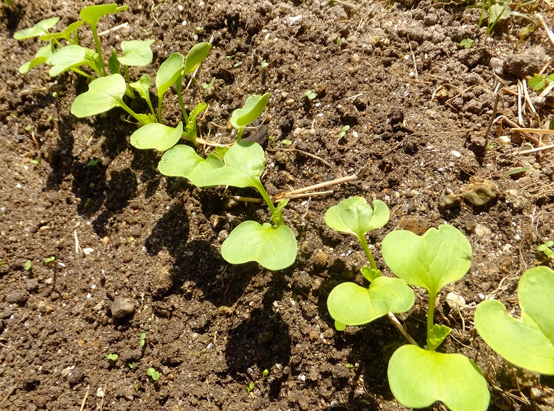 popobrasil's tweet photo. ひるま暑くて
よる寒い
野菜も変則的だけどドーにか育ってる
あと今月の終わりに農協にタマネギ苗（もみじ）買いに行く、自転車でミニポタ。🧅🐮 https://t.co/BtbUR7SBSI
