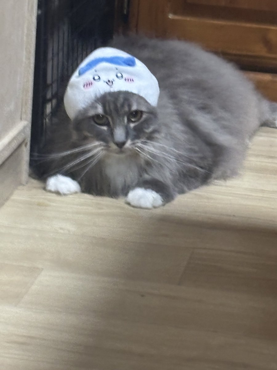 dokautsuchan's tweet photo. こちらが爪切りでブチギレだ後の猫の末路です https://t.co/4Rv91Ce1jS