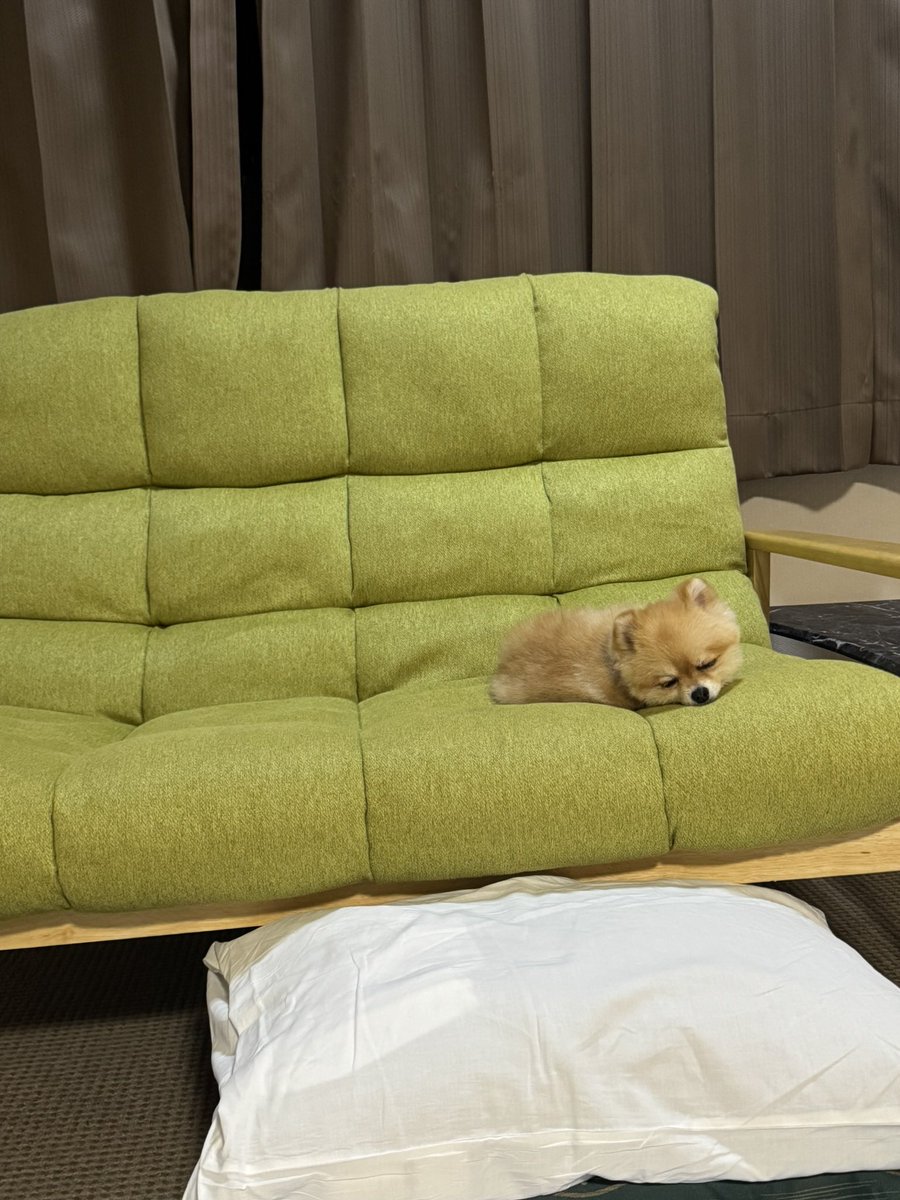Pomeranian0222's tweet photo. お宿でゆっくりしてきた👨👩🐶♨️ https://t.co/IbMCJVR3bj