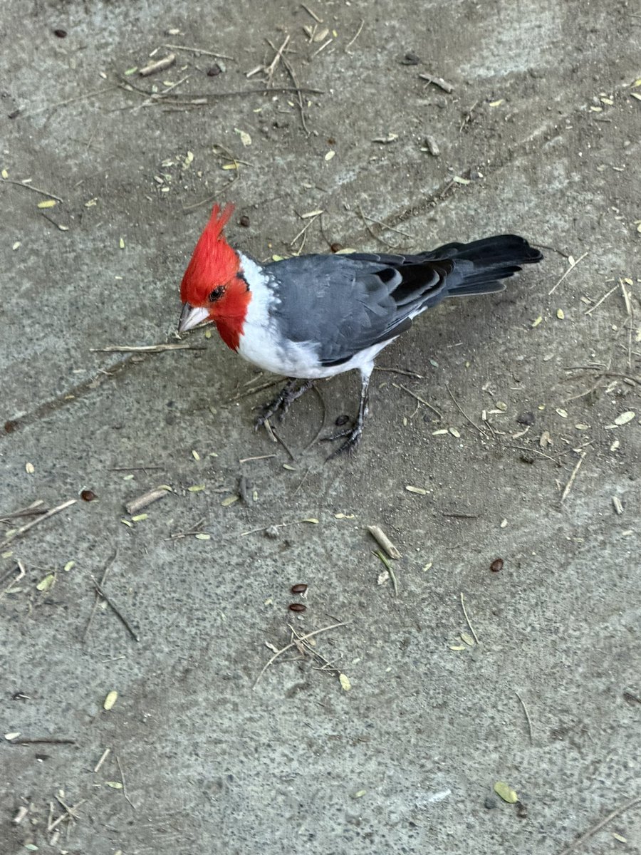 oliverD_23's tweet photo. 代わりに現地で撮った鳥さんたちの写真あげておきます https://t.co/BDRSZOei4e