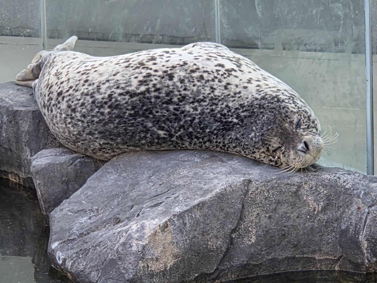 AbelFreudenberg's tweet photo. 乾きふわふわターボさん
ぬいぐるみかな？
2026.4.26
#男鹿水族館 #男鹿水族館GAO #ゴマフアザラシ #ターボ https://t.co/gaxRJggVVe