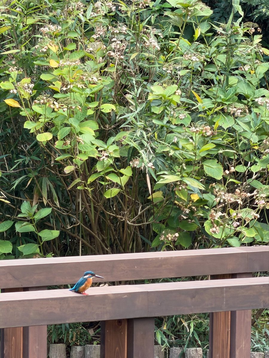 0714_lovelys's tweet photo. 出雲大社で、滅多に見られない
青い鳥🕊️のカワセミを見れたの！
みんなにもハピシェア🌈
待受にすると良いらしいっ！✨ https://t.co/oznz0ozNtu