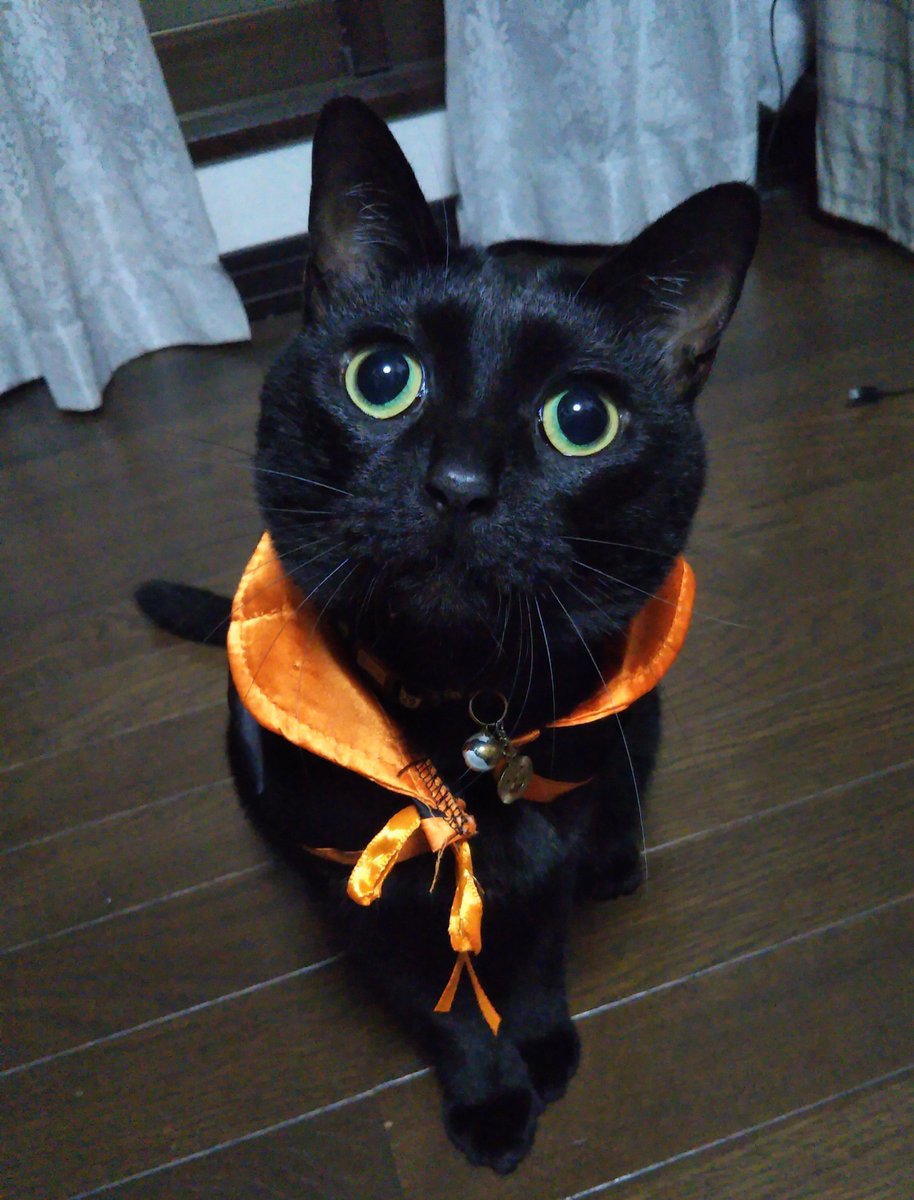 ori_201902's tweet photo. こんばんは🌙ハロウィン月間ですね☺️
#猫好きさんと繋がりたい https://t.co/QqqxbEjsDk