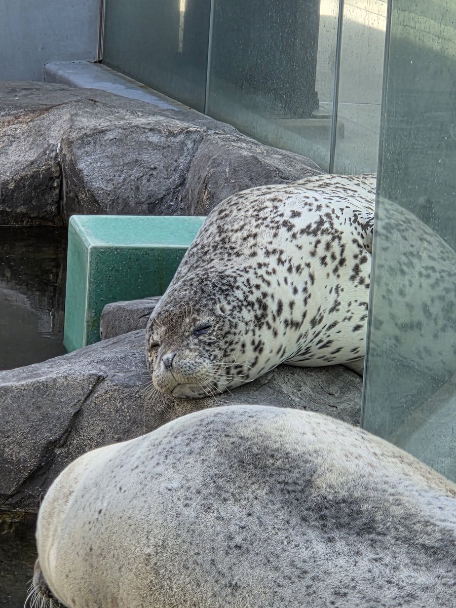 AbelFreudenberg's tweet photo. 乾きふわふわターボさん
ぬいぐるみかな？
2026.4.26
#男鹿水族館 #男鹿水族館GAO #ゴマフアザラシ #ターボ https://t.co/gaxRJggVVe