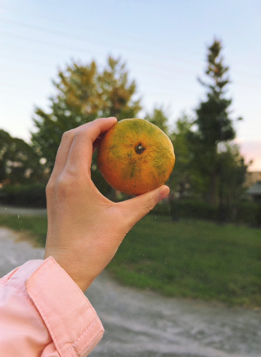 kinka_sha's tweet photo. 가을색을 닮은 귤이다.
🍊 https://t.co/3S5vdnTcIe