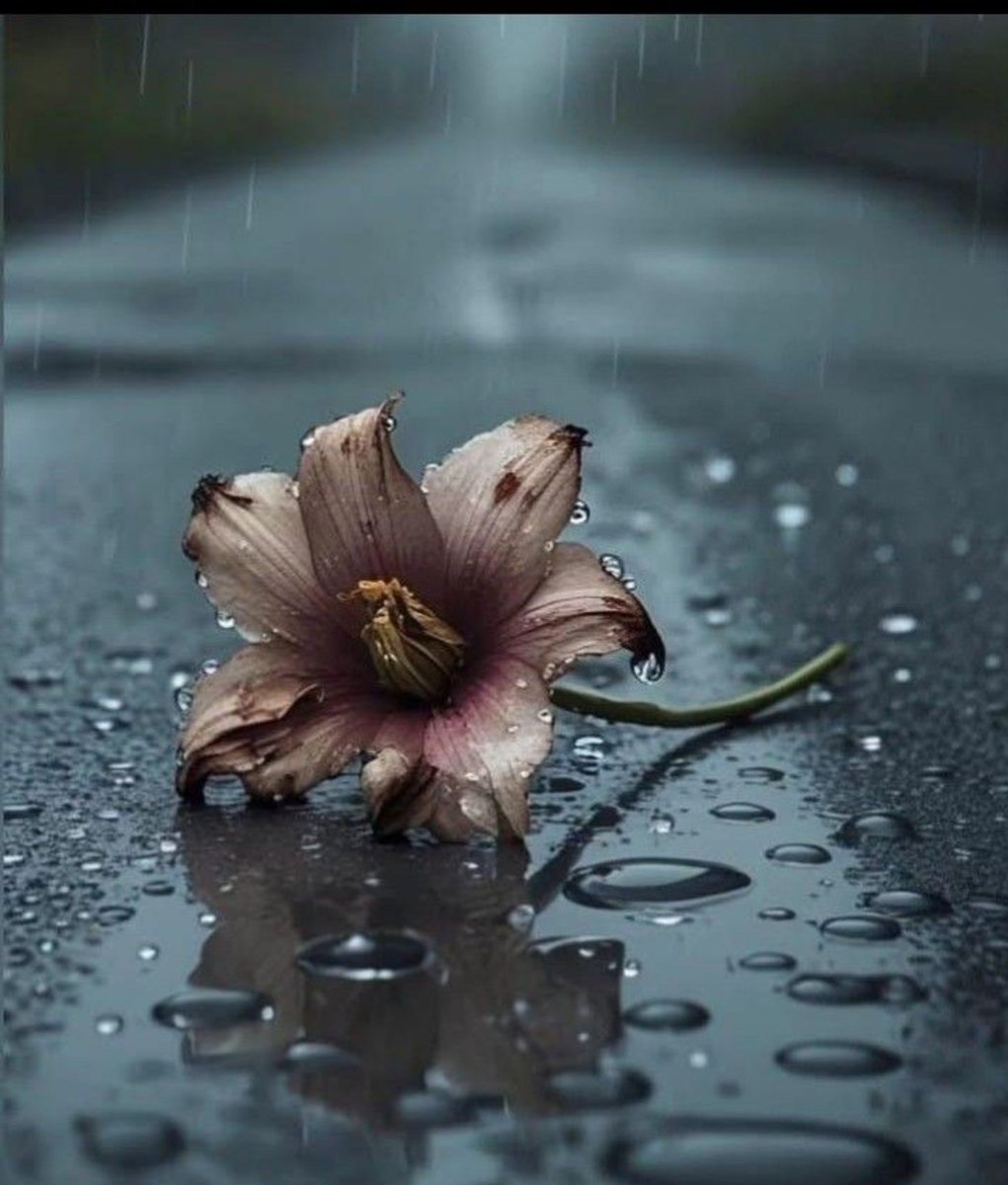 ___s_d_a's tweet photo. Her şey zamanında gerek. Geç yağan yağmurların faydası dokunmaz kurumuş
çiçeklere.

🤍〰🤍〰🤍〰🤍〰🤍 https://t.co/PYB17m0LiD