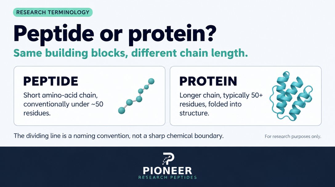 PioneerPeptides's tweet photo. Peptide or protein? The line is chain length, not category: same amino-acid backbone, different number of residues. For research purposes only. #Peptides #LabResearch #Biochemistry #ResearchOnly #MolecularBiology #ScienceEducation https://t.co/b6q3qOqvju