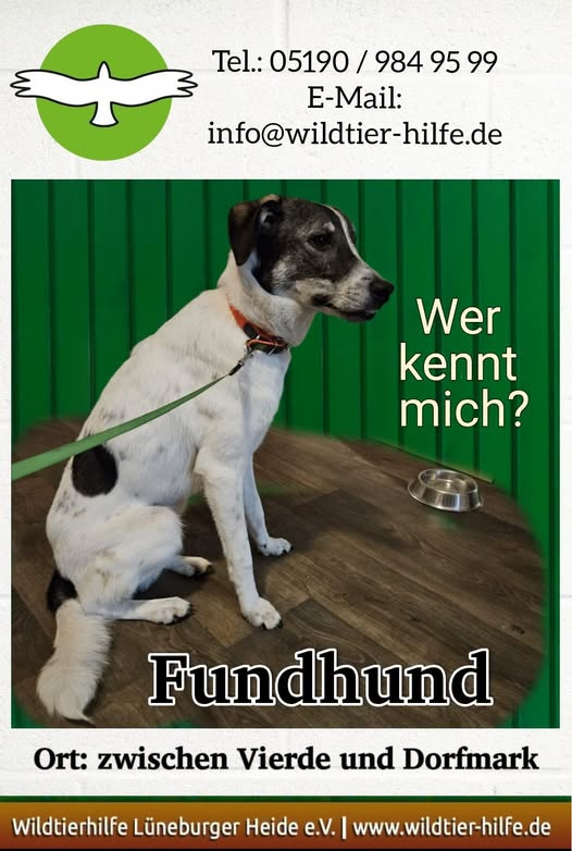 yolandaschultes's tweet photo. Vierde und Dorfmark (Ortsteile von Bad Fallingbostel)  29683
Hund an einer Bushaltestelle angebunden gefunden!
Kopie Wildtierhilfe
Dieser Hund wurde an einer Bushaltestelle zwischen Vierde und Dorfmark gefunden. Er war dort angebunden.
Er ist gechipt, aber nicht registriert.
Wer vermisst den Hund oder kann uns Hinweise zu seiner Herkunft geben?
Hinweise bitte unter folgenden Kontaktdaten:
Telefon: 05190 / 984 95 99
E-Mail: info@wildtier-hilfe.de