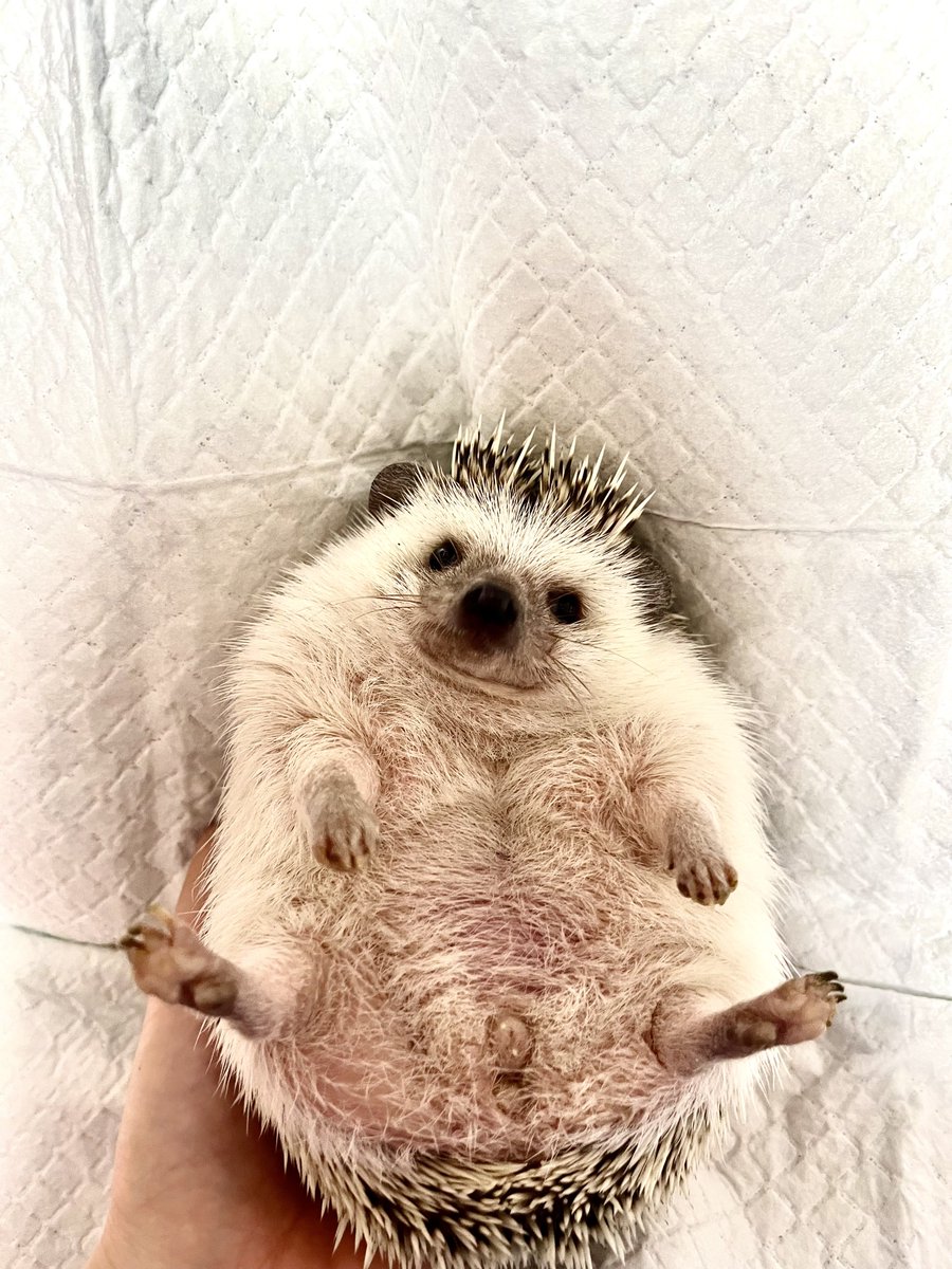Rinne0508_'s tweet photo. ずっしりぽちゃぽちゃ🦔 https://t.co/QBisI8l8tf