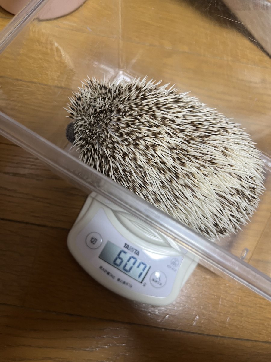 Rinne0508_'s tweet photo. ずっしりぽちゃぽちゃ🦔 https://t.co/QBisI8l8tf