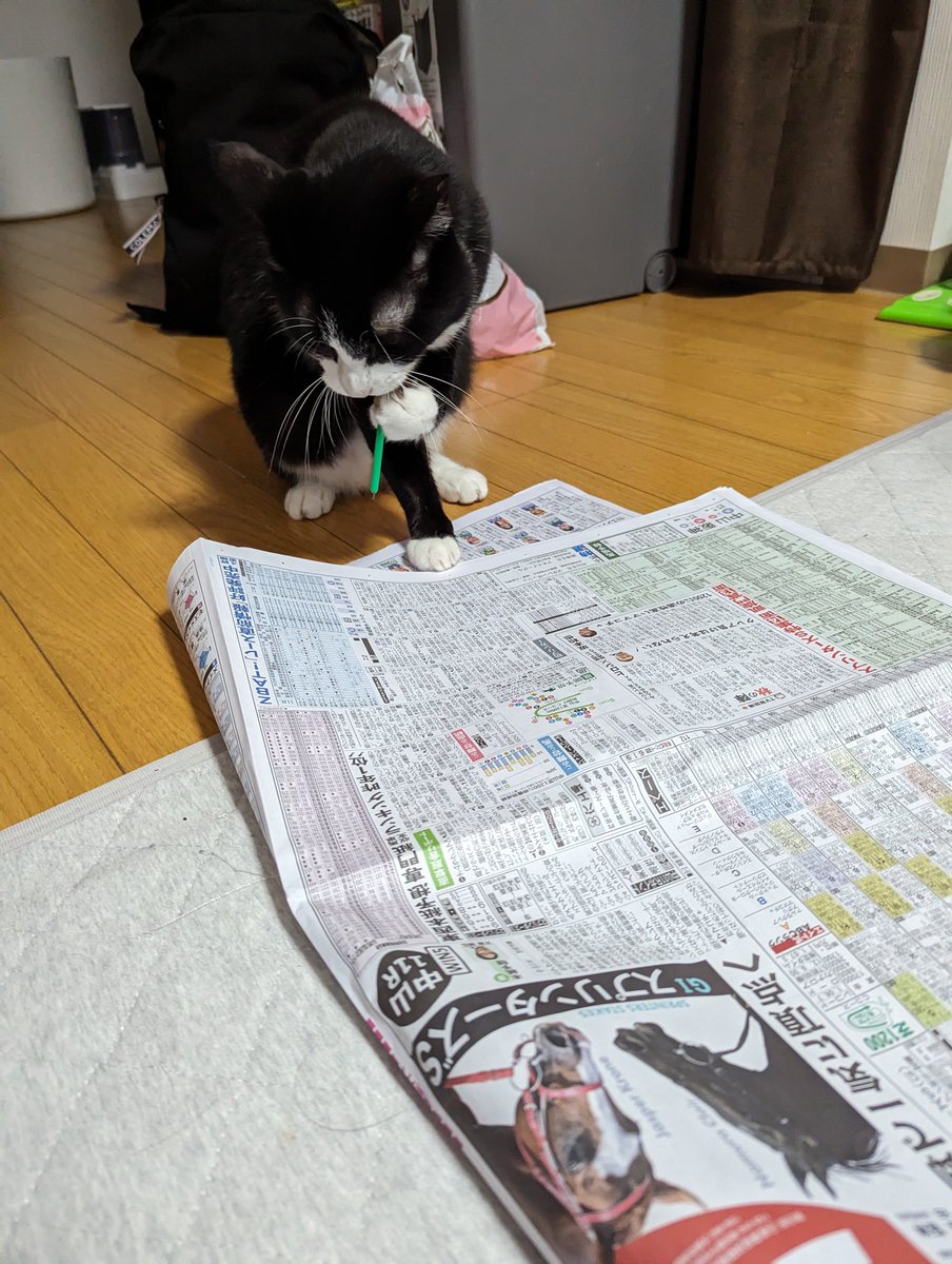 tamiless_world's tweet photo. ハチワレは賢いからソシャゲのガチャを引いてくれるし麻雀が打てるし競馬の予想ができる https://t.co/sKyu9HpgfQ