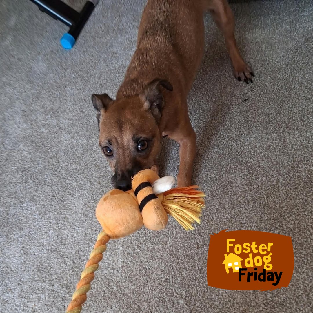 DT_Ilfracombe's tweet photo. Barney is having a fun time in his foster home. He is ready to be adopted, he is looking for a home. 💛🐶💛
📍@DogsTrust #Ilfracombe 

👉 https://t.co/xMYGvk0RyP 🏡

#FosterDogFriday 
#ADogIsForLife #AdoptADog https://t.co/ASRYILu2Qc