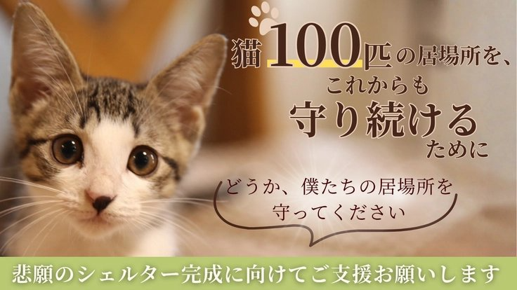 READYFOR_cf's tweet photo. 保護猫ふみふみが尼崎で100匹の保護猫の新しい居場所をつくります。

3年前に突然起きた立ち退きの危機。もう二度と居場所を失わないために、購入したシェルターを猫達が安心して暮らせる環境へ改修します。

猫たちの命を守り続けるために、どうかご支援をお願いします。
https://t.co/OWvuuQWcfb https://t.co/dFfG9QlMFM