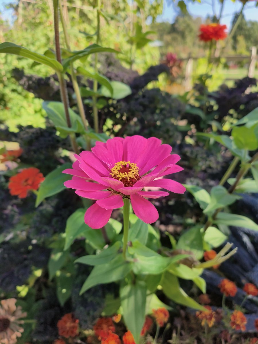 LadyGrace27's tweet photo. Every stage of growth has its own purpose and beauty. Don't rush your own blooming process—trust the timing of your life...🌸💫
#FridayFlowers #Zinnia
#Mindfulness #DailyReflection #NatureLovers https://t.co/CDlVQ3oJD2
