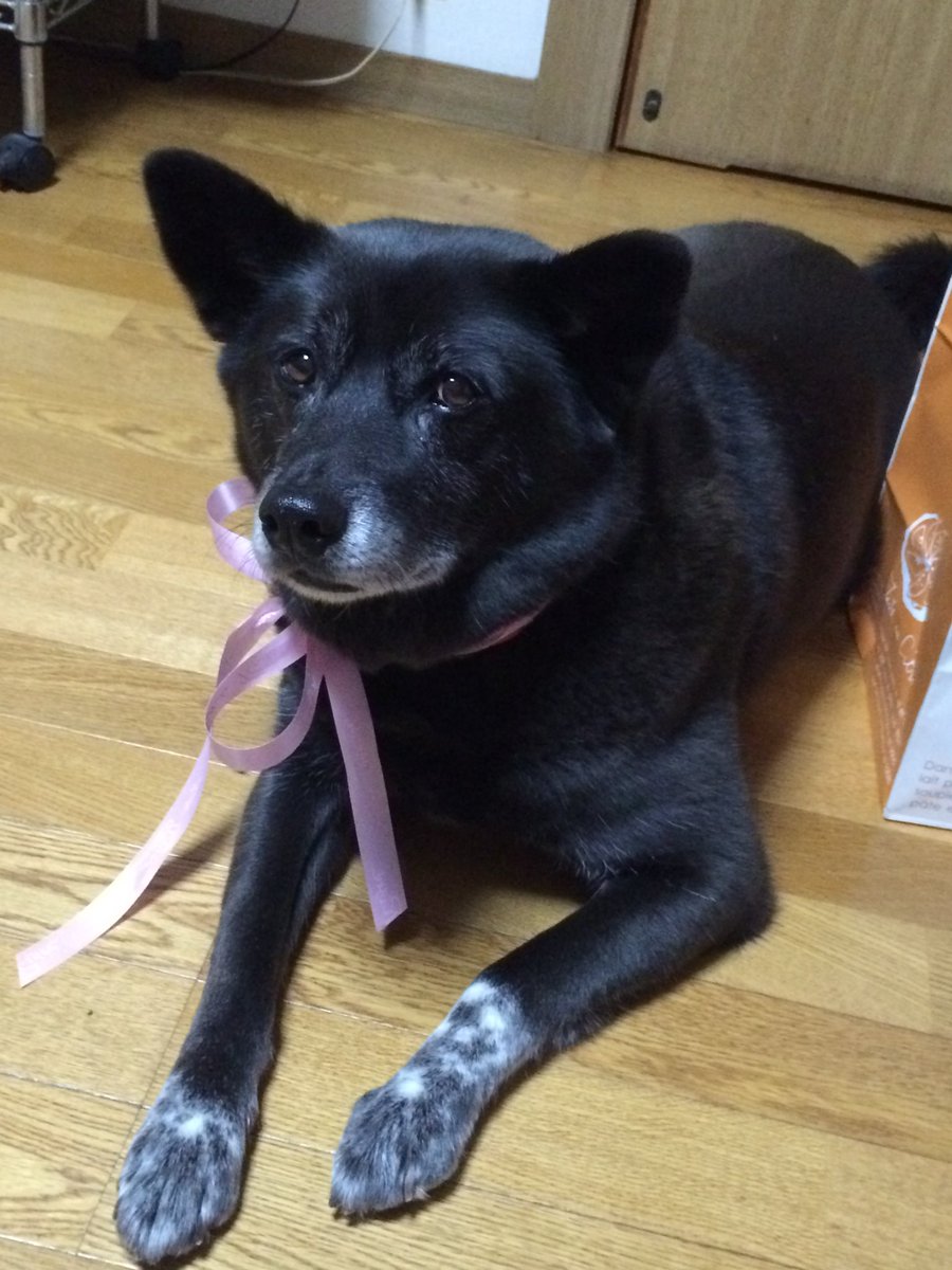 mokojizou's tweet photo. 初めてのワクチンの時にお医者さんに「この子は何犬のミックスなんですかねぇ？」と聞いたら、先生は暫く考えた末に「色々混じり過ぎて…もう“犬”としか言いようが無いですね…」と宣われました。
犬オブ犬です。よろしくお願いします。 https://t.co/4ASxBw8Nqw