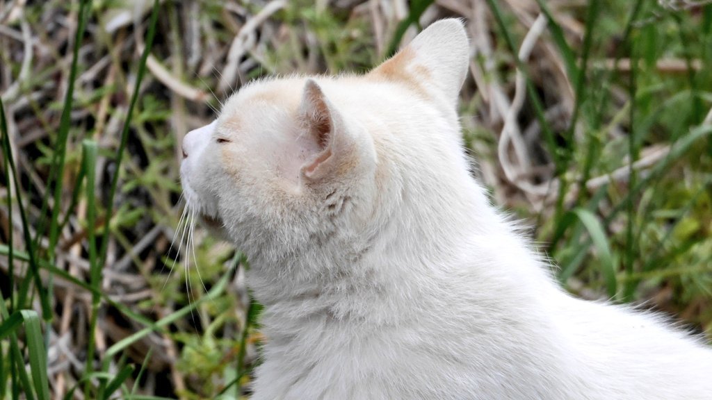 Anyax_Mu's tweet photo. 猫はウケると気づいてしまった愛媛さん。
これは甲府の小瀬にも猫がいることをアピールせねば。
#小瀬スポーツ公園
#jitリサイクルインクスタジアム
#VFK
#小瀬ねこ https://t.co/vBMUr9jtux
