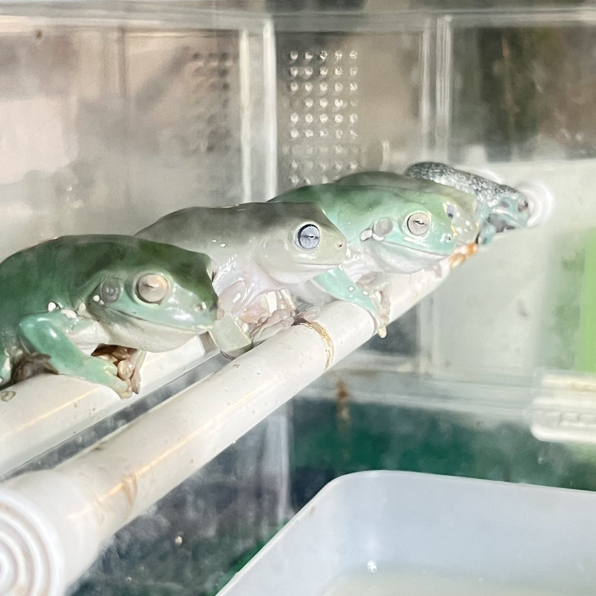 KEROYON25252525's tweet photo. 整列🐸
イエアメガエル
#whitestreefrog
#treefrog #frog https://t.co/jkTfcoWh7H