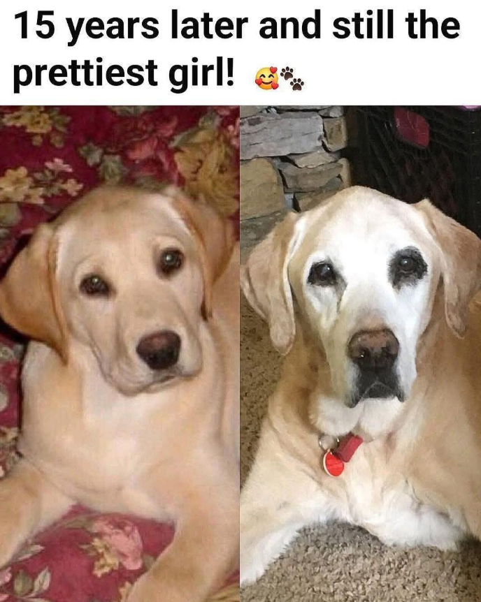BestinDogs tweet picture