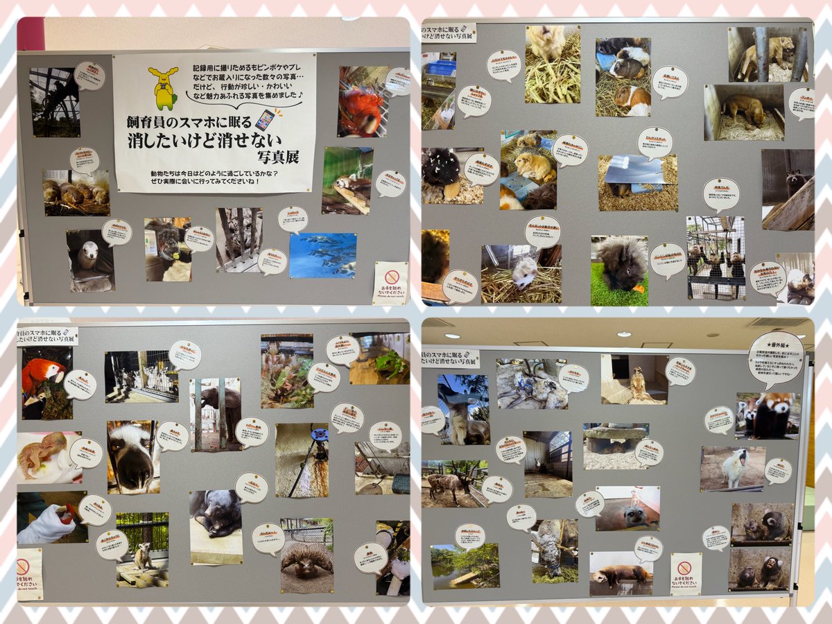 namakemofmof's tweet photo. 大森山遠征ポストは一旦閉めます〜
また行きたい素敵な園でした💓
写真展のパネルごとの写真が欲しい方いたらDMしますのでリプください😉
ところで、出口のこのポスター🐻⚠️、どう注意すればよいのかもご指南頂けると…😂

Sep. 2026

#大森山動物園 https://t.co/VntRymsUMH