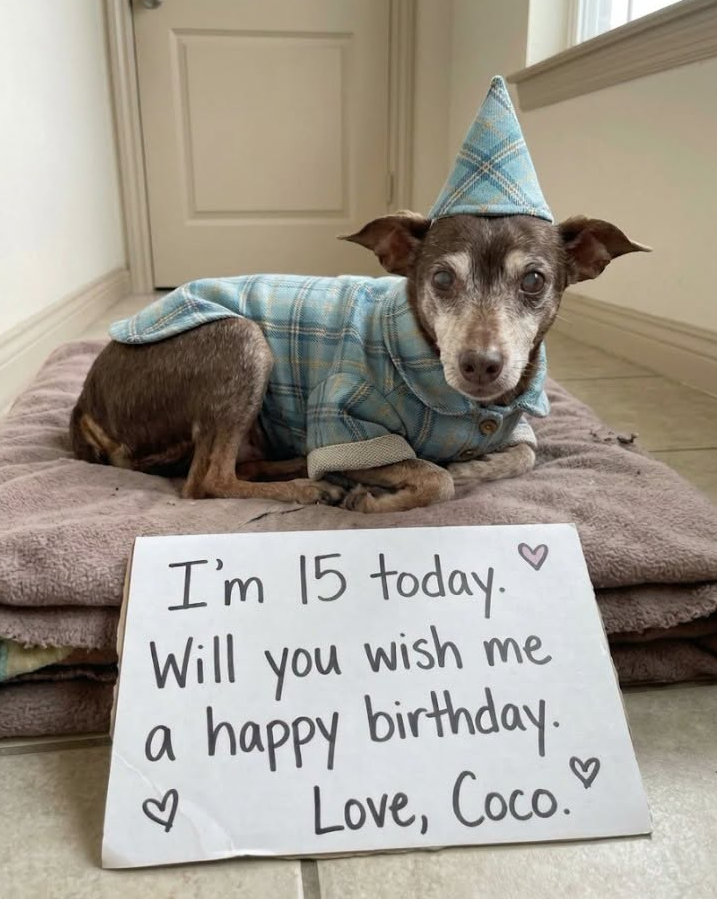 TweeetsOfDogs's tweet photo. Send some love to this old man.🎂🥰 https://t.co/z7ydq0uAgL
