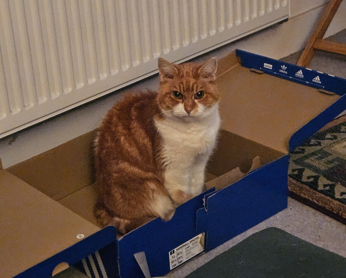 kathrynhall_'s tweet photo. Morning. Just thinking that in order for cats to have a better life, Andy Barmcake should give away free boxes with every purchase of Gourmet. #Saveourcats https://t.co/HLxcd22FOW