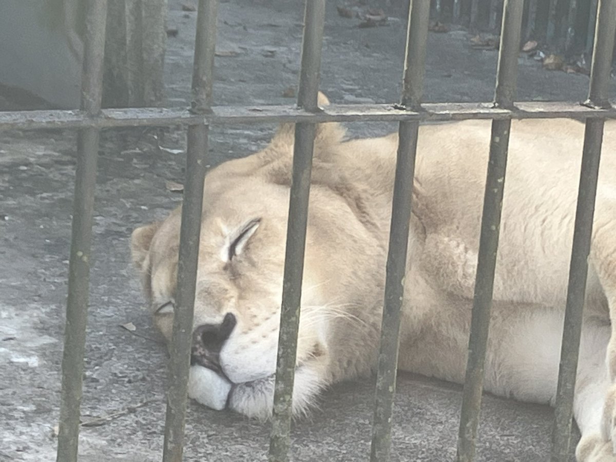 v_mc31180's tweet photo. サーキットと動物園 https://t.co/xdiWzOkaiI