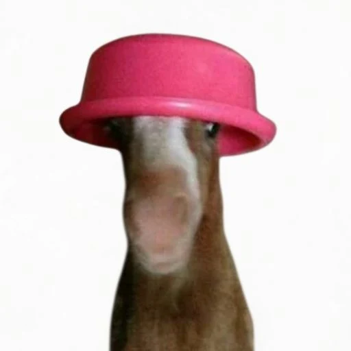PetaISol's tweet photo. WE JUST GOT THE NEXT WIF???

This meme "Neigh" is going viral on X and its the perfect meem template,

With all the AI slop coins and tech rugs this can be a return to meme narrative, havent seen anyone else dev this yet,

BLOWING UP RIGHT NOW
https://t.co/Qc47YkWn8b https://t.co/T4d5HEn5Iu
