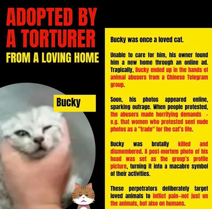 MaleficentLady's tweet photo. Hi everyone. Please sign and share this petition to Insist Telegram Take Immediate Actions to Stop Being a Platform For Sharing Cat and Kitten Torture Rings And Networks, vast majority being Chinese networks.

Link to Petition👇: 

👉 https://t.co/RPapPHPIJm

The founder of Telegram, Pavel Durov @durov is a craven cunt who doesn't give a shit that his horrid messaging app is a hub for sharing the most nightmarish cat and dog torture material.

We'e reported animal torture channels to Telegram HUNDREDS of times by now. The torture channels are still up. Telegram refuses to take the channels down or moderate despite evidence and repeated reporting.

Telegram is also the preferred messaging app of choice for pedophiles to share Child Sexual Abuse Material.

Pavel Durov is a piece of shit who I wouldn't piss on if he was on fire.

Nevertheless, the vulnerable animals of the world need us to band together. Signing a petition may not seem like doing much, but it can restart the conversation of cat and kitten torture in China and even increase awareness about it around the world.

Please sign. For Cowcat, Monica, Mimi, Kitty, Peace, Bucky, Miiko, Gao Gao, and so many unnamed cat and kitten victims. For justice, and to help spare and save possible future animal victims from being filmed and suffering excruciatingly. 

Thank you 😭❤️😿🐈🐈‍⬛️🐕🐶🐾

#JusticeForWangWang #WangWang #JusticeForCowcat 
#旺旺 #BoycottJieyang #Jieyang #China #StopCatTortureInChina #StopKittenTortureInChina