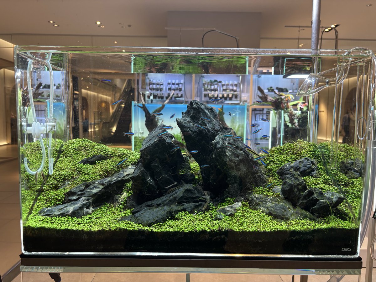 mutro_aqua's tweet photo. 今日は休みだったので大英博物館展へ。

浮世絵大好きマンとしては外せない展示だったけど平日なのに入場80分待ちで辛かった…

帰りに大丸のADA LABを見学に。綺麗な水槽がたくさんあって憧れる。けど値段見て現実を知る。 https://t.co/mtklr8uJwO