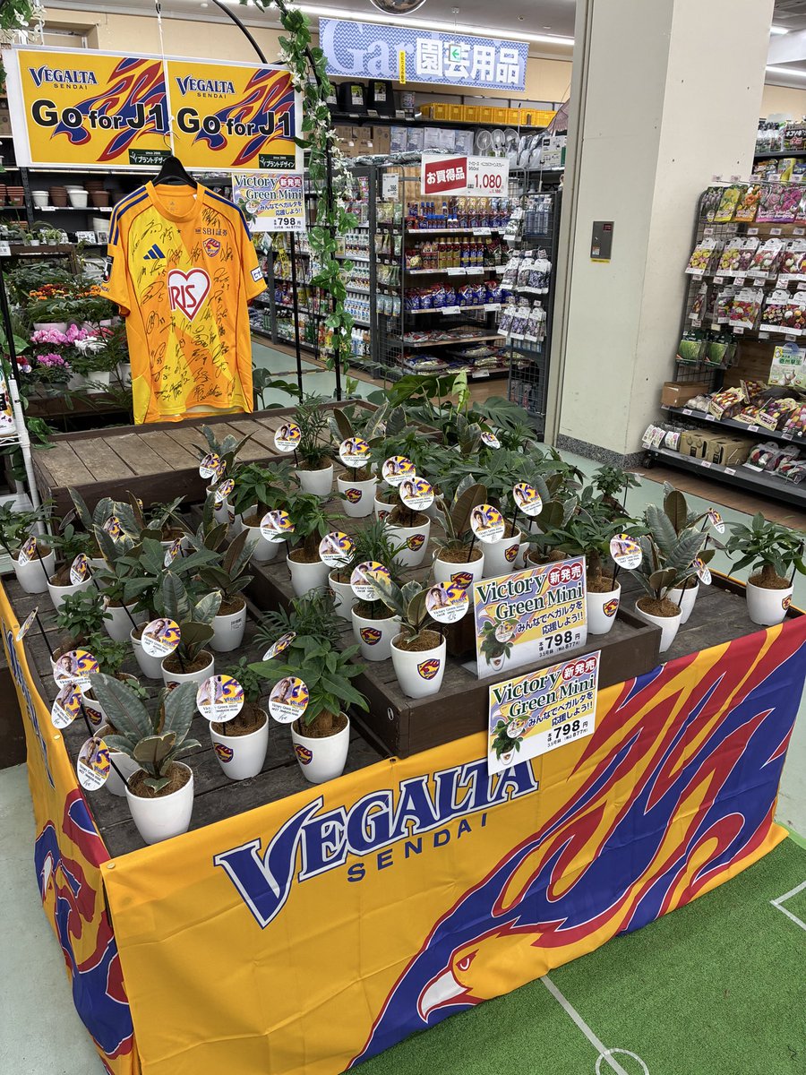 plantdesign2000's tweet photo. ベガサポの皆様、こんばんは♪
遅くなってすみません🙇‍♀️今5店舗陳列終了しました♪
あと2回寝たらダービーです♪
選手たちに念を送り続けましょう！
↓南吉成　→泉　→市名坂 https://t.co/991HrYJma5