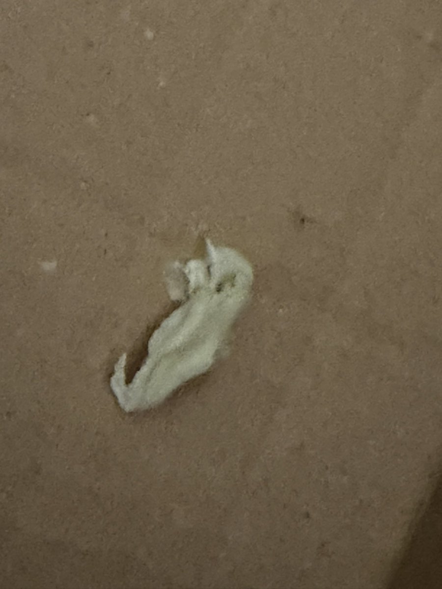 amici_da's tweet photo. Ma ne vogliamo parlare @AmazonIT dello schifo di trovare all'interno di un pacco una gomma da masticare lasciata da chi lavora per voi? https://t.co/VoR35rUxhs