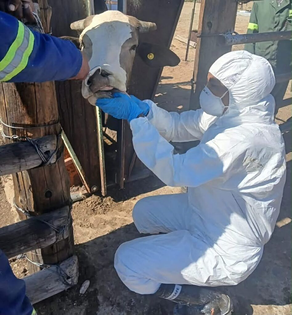 TheNamibian's tweet photo. The number of foot-and-mouth disease cases in the ||Kharas region has increased to 129, with 17 farms now confirmed to be affected.
https://t.co/N4Fbv2DYnM https://t.co/6z9lGjOAJj