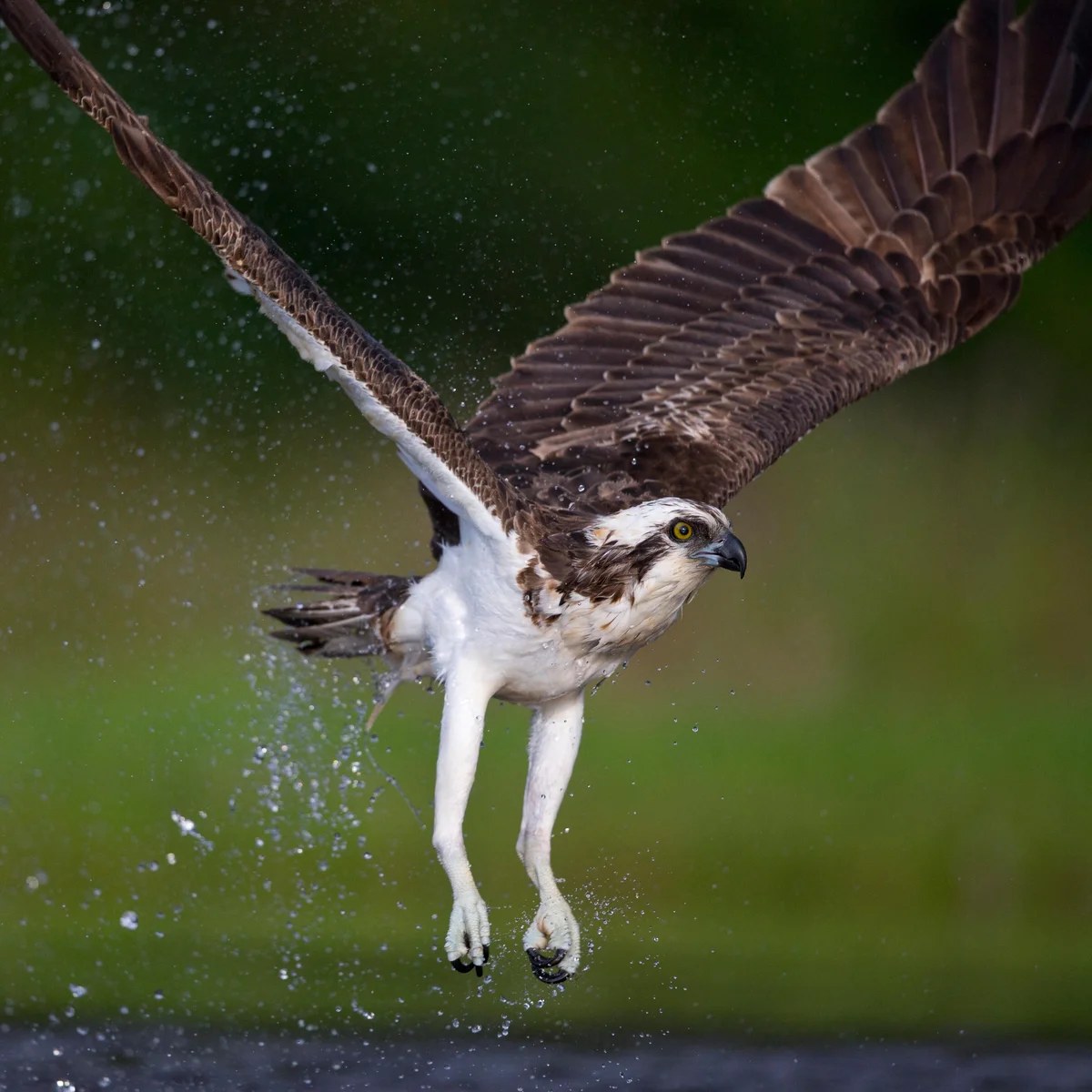 MindSparkLab's tweet photo. 🦅 An osprey stopped for a meal on its southbound journey — and got chased off by terns before it could grab a sea bass.

A brief harbour pit stop turned into an aerial ambush. Migration is hard enough without locals policing lunch.

Source: The Guardian https://t.co/n07yqF4nOV
