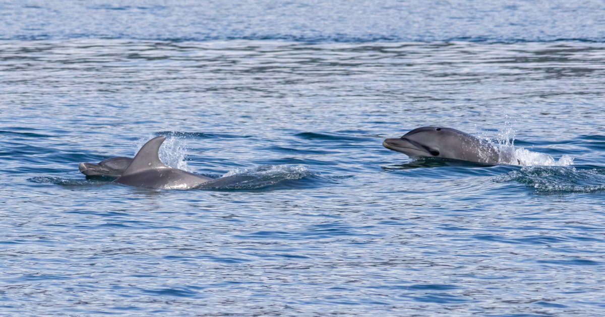 MooreCharitable's tweet photo. Panama's Gulf of Chiriquí is the only known wintering area for humpback whales from both hemispheres. @Panacetacea has studied them since 2002 and is now learning how bottlenose dolphins live in the nearby Manglares de David. 🐋🐬 https://t.co/flWxGVVgMv https://t.co/chCLZnvXNK