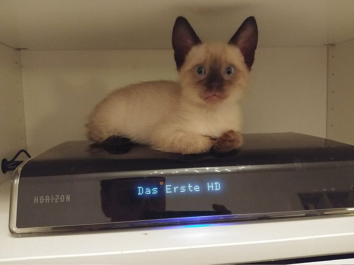 tomfooleryyy_'s tweet photo. catfoolery 😸 (1/6) https://t.co/l2mN2x7AnK