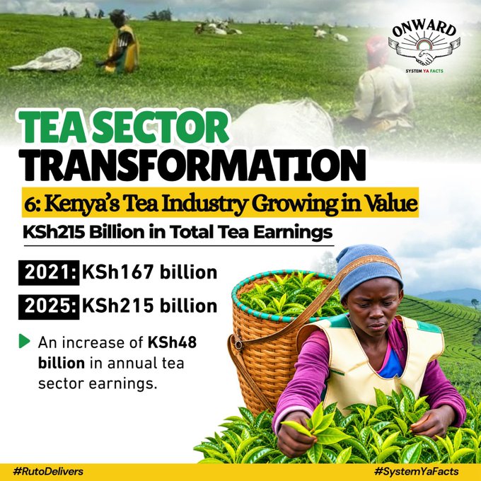 AtticRealtors's tweet photo. Look at those numbers: KSh215 billion in total tea earnings! While the world drinks our tea, our farmers are finally seeing better returns. This is what real sector transformation looks like.
#TeaSectorSuccesses 
Agriculture Summit 
Ruto Delivers https://t.co/5bSLe53TNE