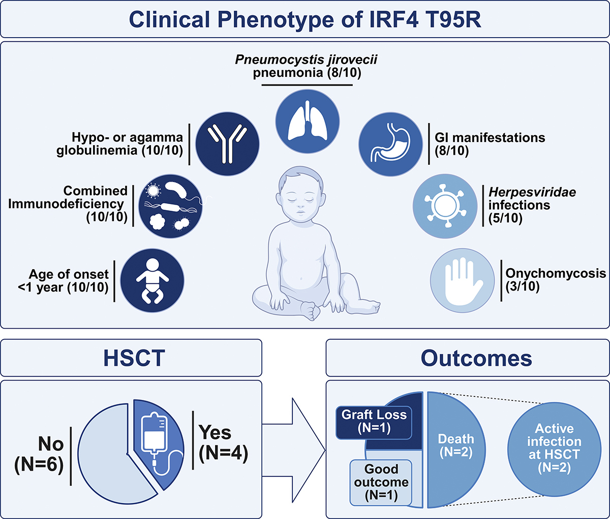 jhumimmunity's tweet photo. Stojcic et al. @TurveyLab provide the first comprehensive description of the clinical phenotype and outcomes of all known patients w/ the heterozygous IRF4 p.T95R variant. https://t.co/ugT29fIXA4 https://t.co/bBvtyGDOSH